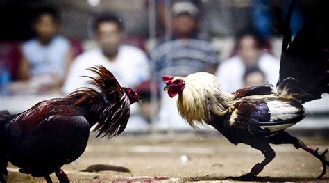 sentensyador meaning|Cockfighting .